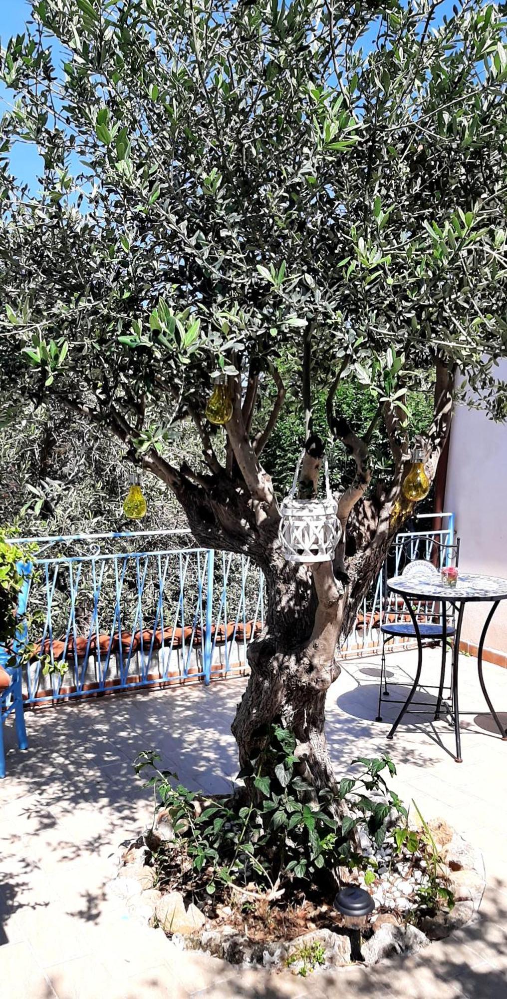 La Casetta Degli Ulivi Palermo Eksteriør bilde